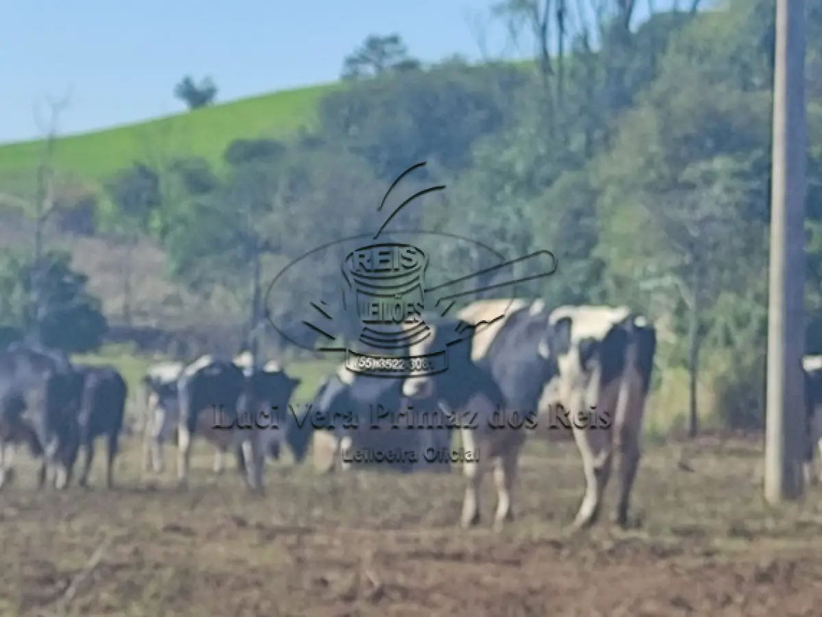 LOTE 001 - Vaca Holandesa